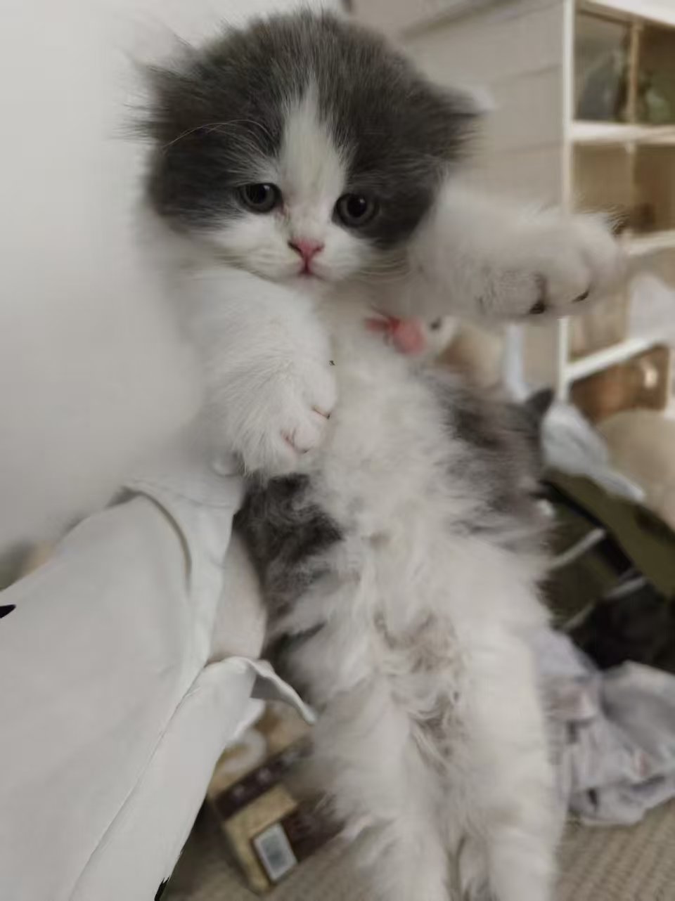 蓝白幼崽，可爱活泼，性格好，黏人。